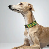 Pixel Grid dog collar, 4 cm width, ECONABLE recycled buckle, worn on Whippet in studio grey, handmade in EU.