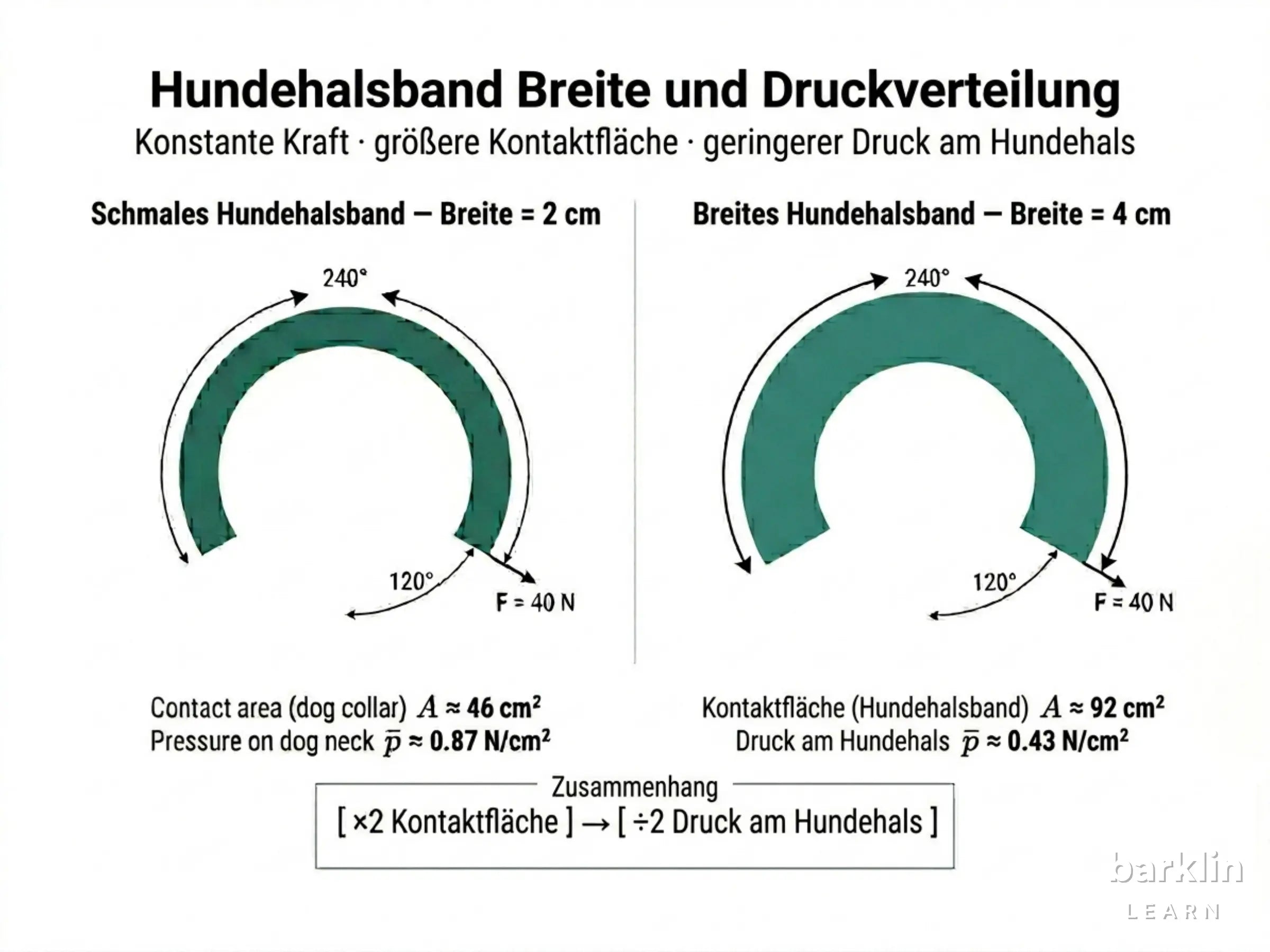 Zylindermodell Hundehals mit Halsband — Kontaktbogen, Breite und Zugkraft markiert
