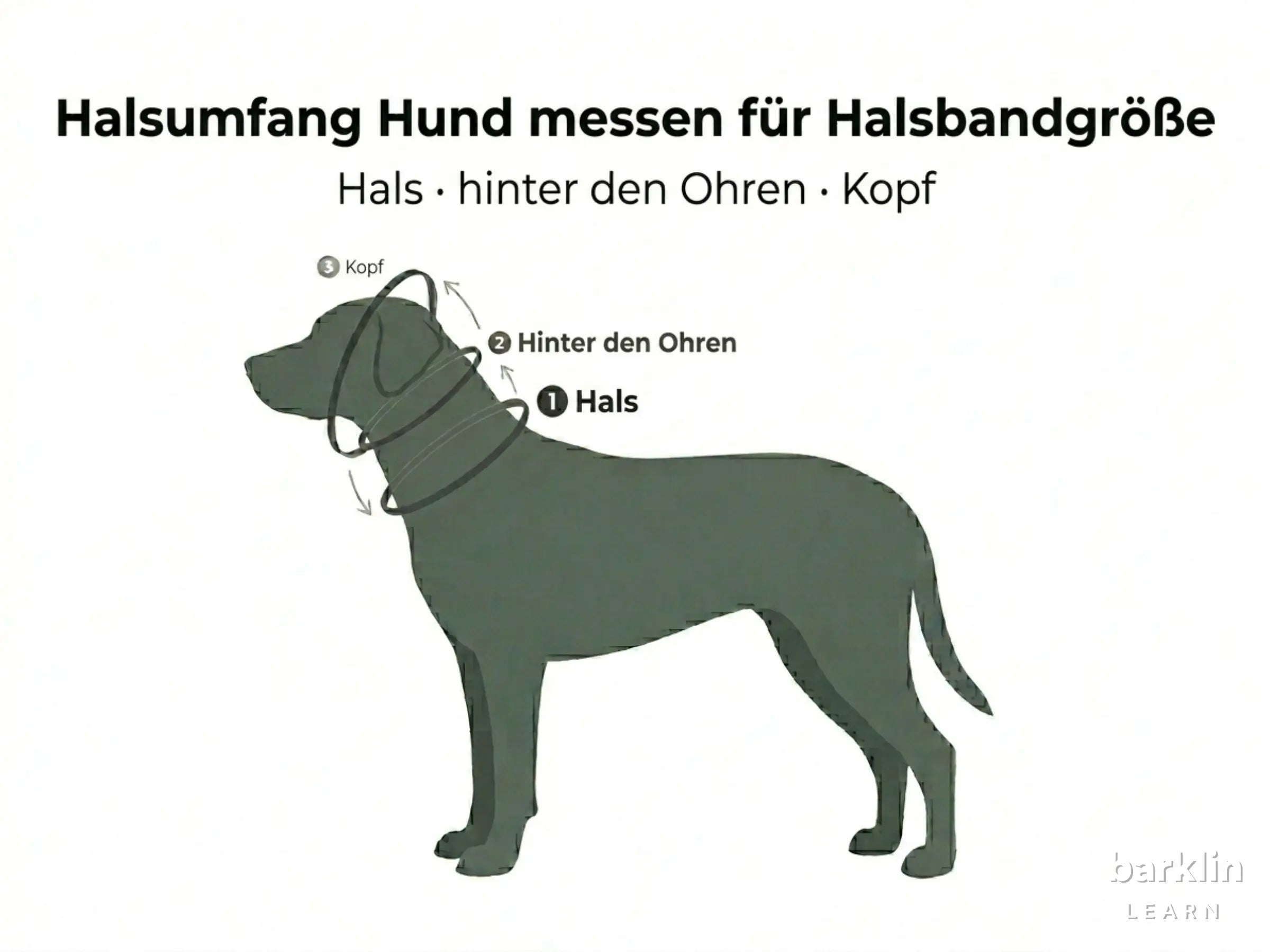 Messdiagramm mit Halsumfang, hinter den Ohren und Kopfumfang am Hund
