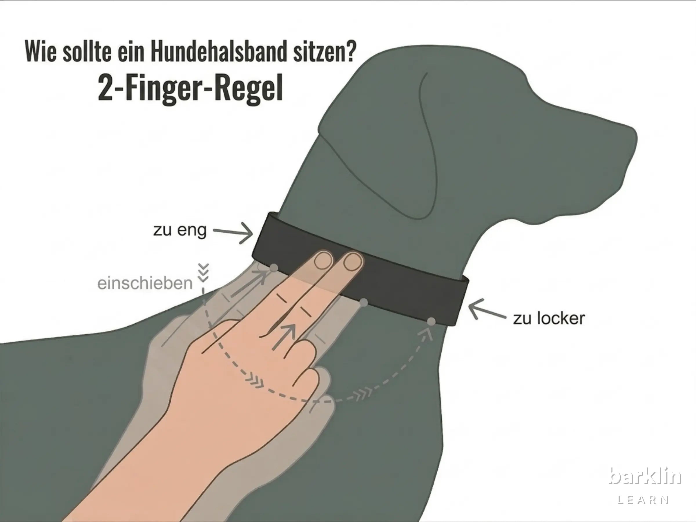 Hundehalsband Passform mit 2-Finger-Regel: korrekter Sitz, zu eng und zu locker