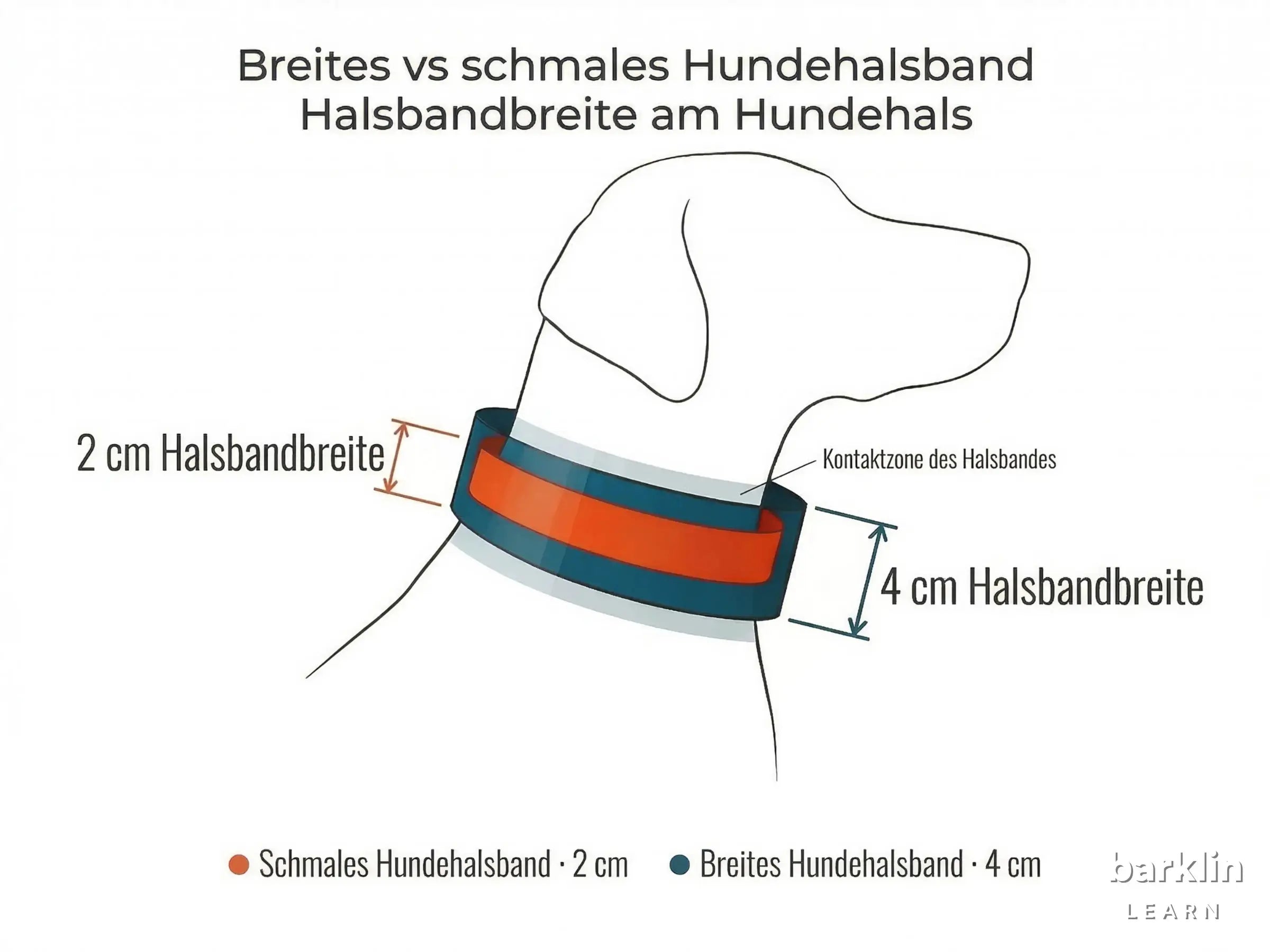 Diagramm mit 2 cm und 4 cm Halsbandbreite am Hundehals — Vergleich
breites Hundehalsband und Standardbreite.