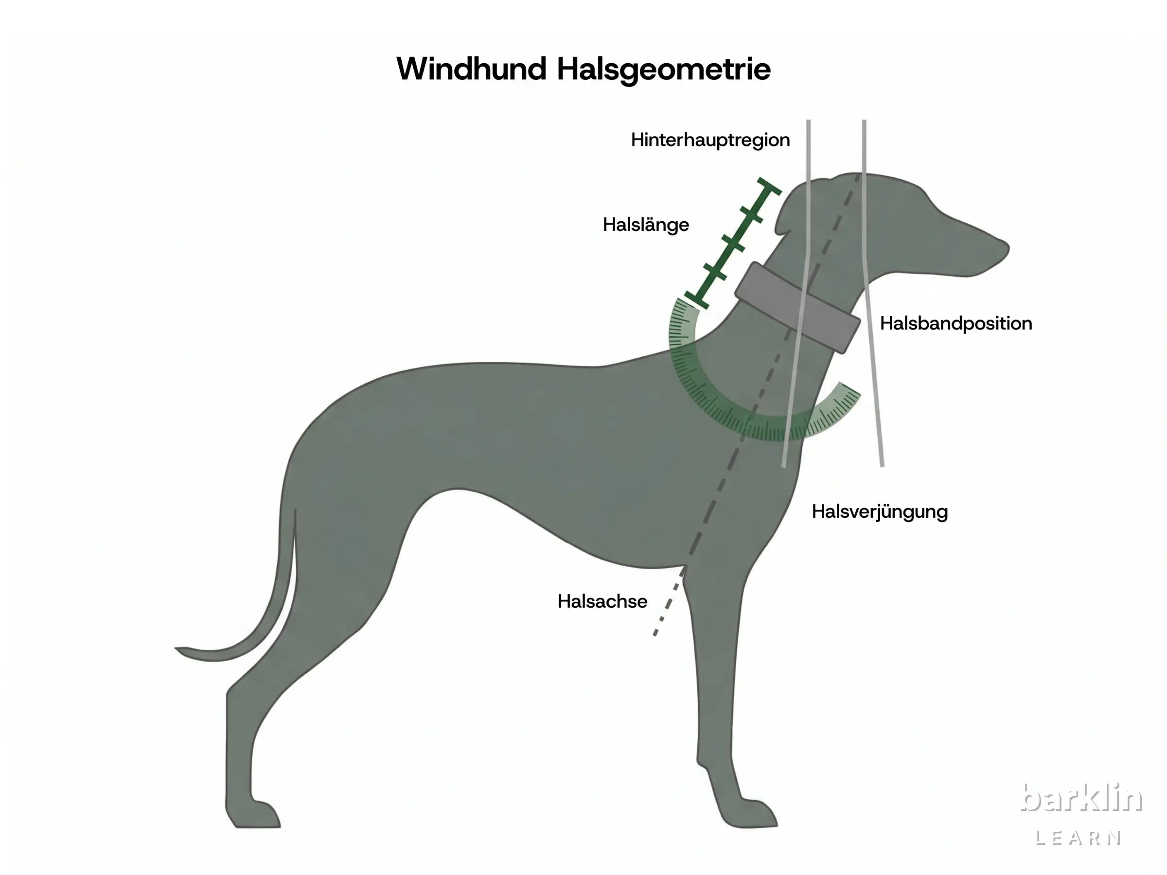 Diagramm zur Windhund-Halsgeometrie mit Halslänge, Halsbandposition und konischem Halsprofil